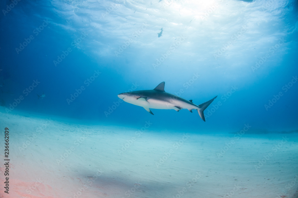 Naklejka premium Caribbean reef shark at the Bahamas