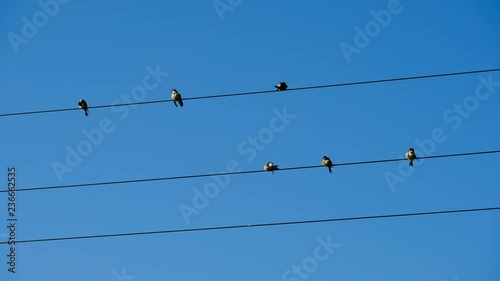 birds are sitting on the wires