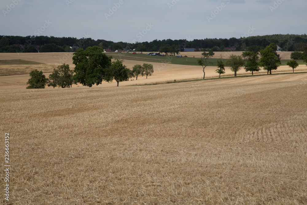 Obraz premium Getreidefeld nach der Ernte
