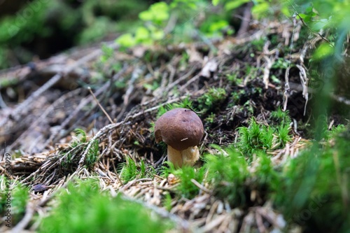 Boletus, edible mushroom. Czech Republic