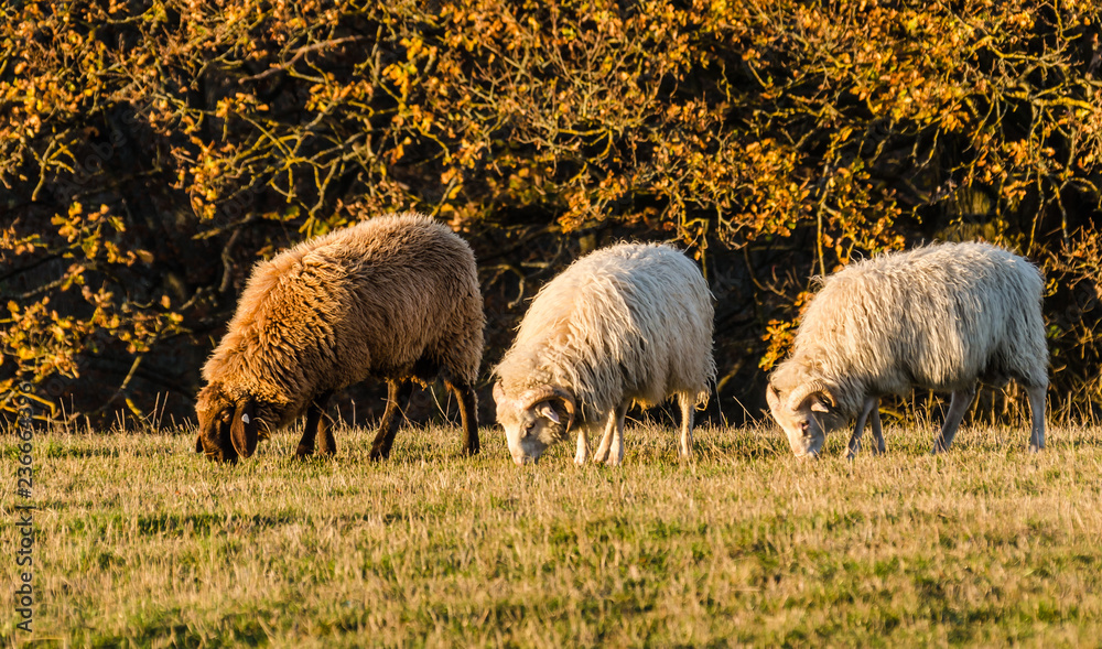 Obraz premium Owca Taunusstein na Halbergu