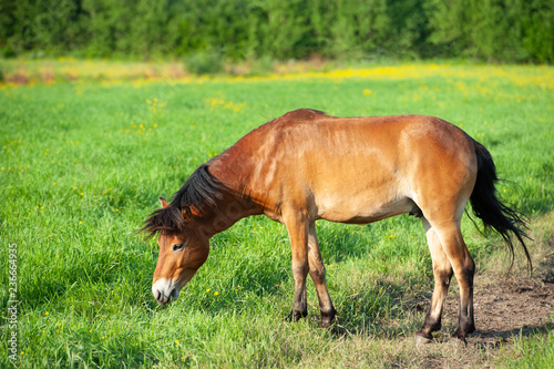 Swedish pony gotland russ grazing in a meadow