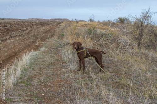 hunting dog breed German Kurzhaar