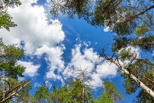Crowns of tall pine trees in the forest against a blue sky