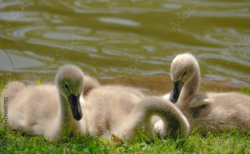 baby swans