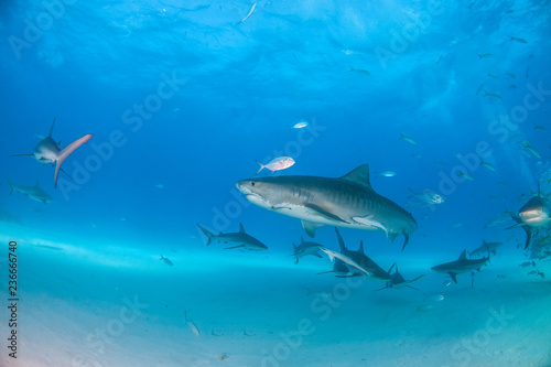 Tiger shark at Tigerbeach, Bahamas