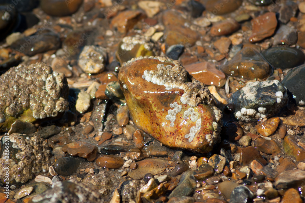 Wet Stones on Shingle Beach