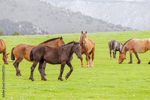 Herd of horses grazing in the mountains