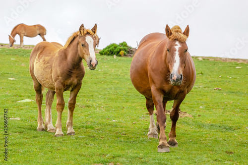 Herd of horses grazing in the mountains