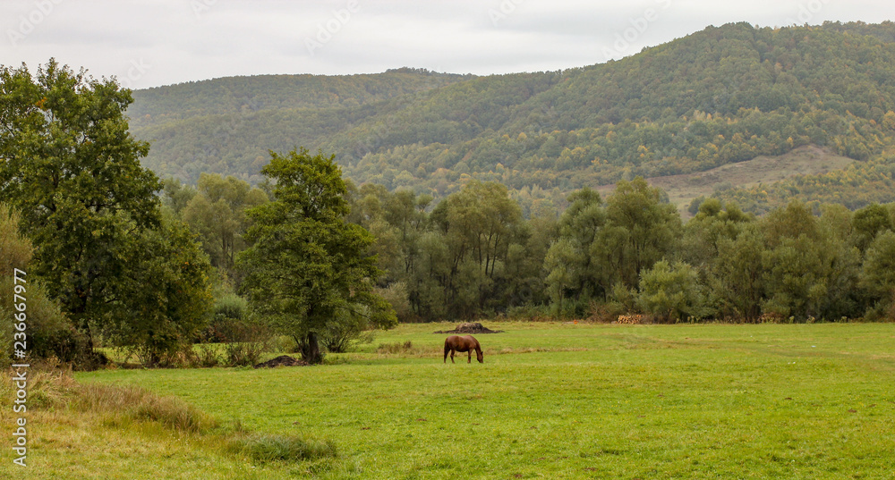 Horse on meadow with Carpathian mountain in the background. Foggy day in Transylvania, region of Romania.