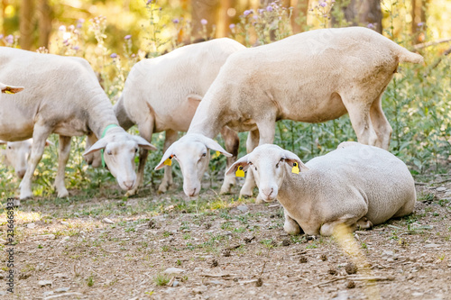 shaved bald lamb sheep, livestock and agriculture concept