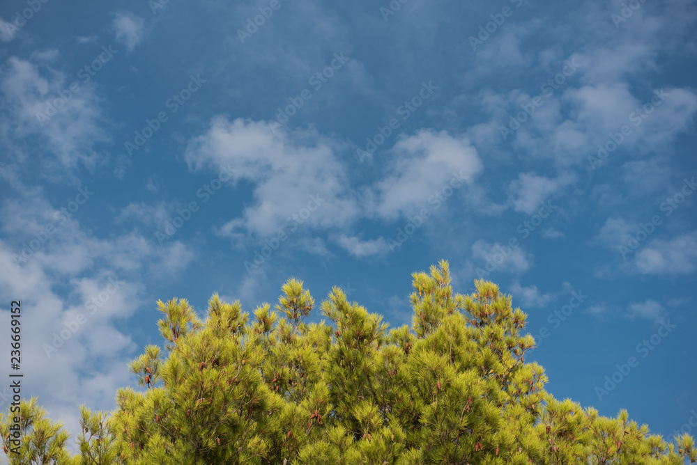 Green treetop with blue sky and white clouds. Pine trees against blue sky as background. Forest during summer. Green treetop with blue sky and white clouds. Pine trees against blue sky as background. Forest during summer.