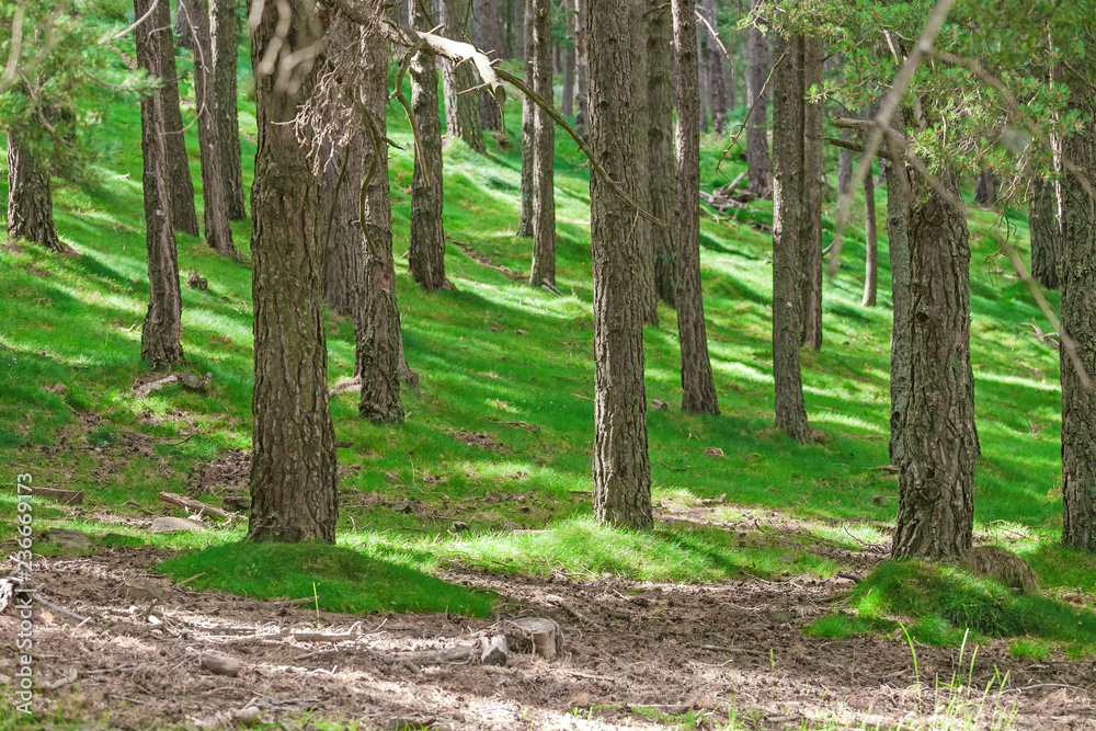 Pine forest with fairy green grass Pine forest with fairy green grass