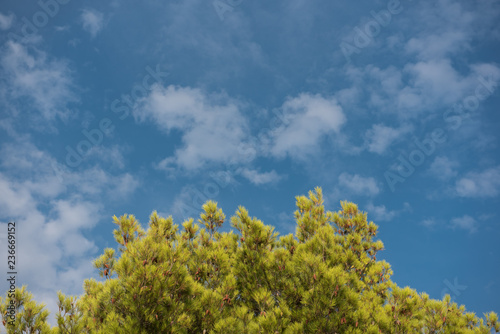 Green treetop with blue sky and white clouds. Pine trees against blue sky as background. Forest during summer.