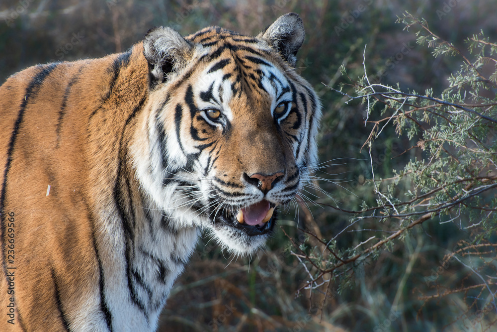 Portrait of a Tiger with Open Mouth Portrait of a Tiger with Open Mouth