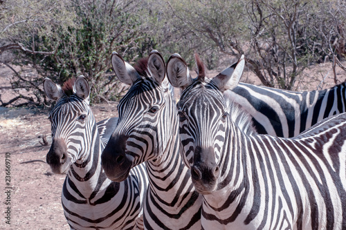 Zebra Trio in the Brush