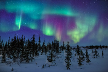 Leinwandbilder Nordlichter Farbenfrohes Aurora Borealis Spektakel  © davidmarx