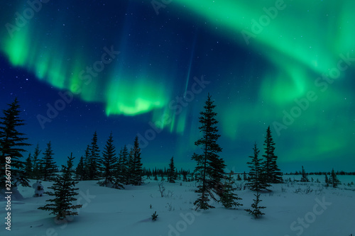 Aurora Borealis And Trees