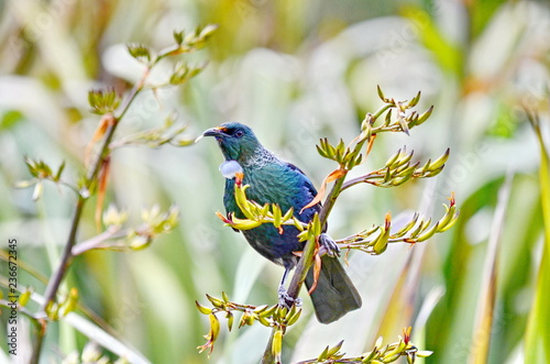 Tui bird on a flowering bush