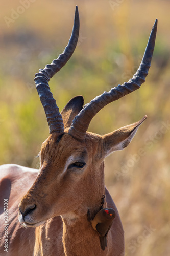 Impala 12