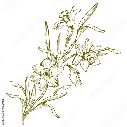 Hand drawn sketch with contour flowers Daffodils isolated on white background. For create floral design, wedding invitaton, celebration card mockup. Vector illustration photo