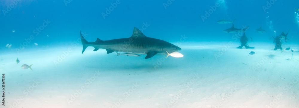 Fototapeta premium Rekin tygrysi w Tigerbeach na Bahamach
