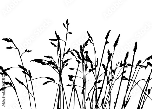 Realistic grass silhouettes from nature (Vector illustration).