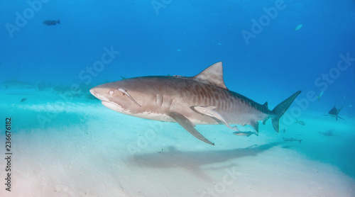 Tiger shark with a closed eye at Tigerbeach, Bahamas © Michael Bogner