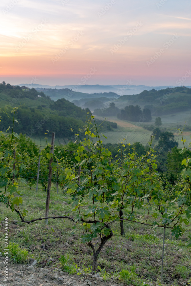 A grapevine in Piedmont, Italy, at sunrise