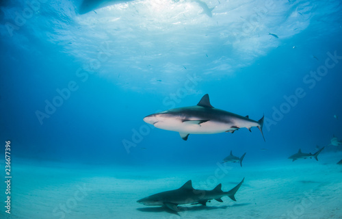 Lemon shark and Caribbean reef sharks at the Bahamas