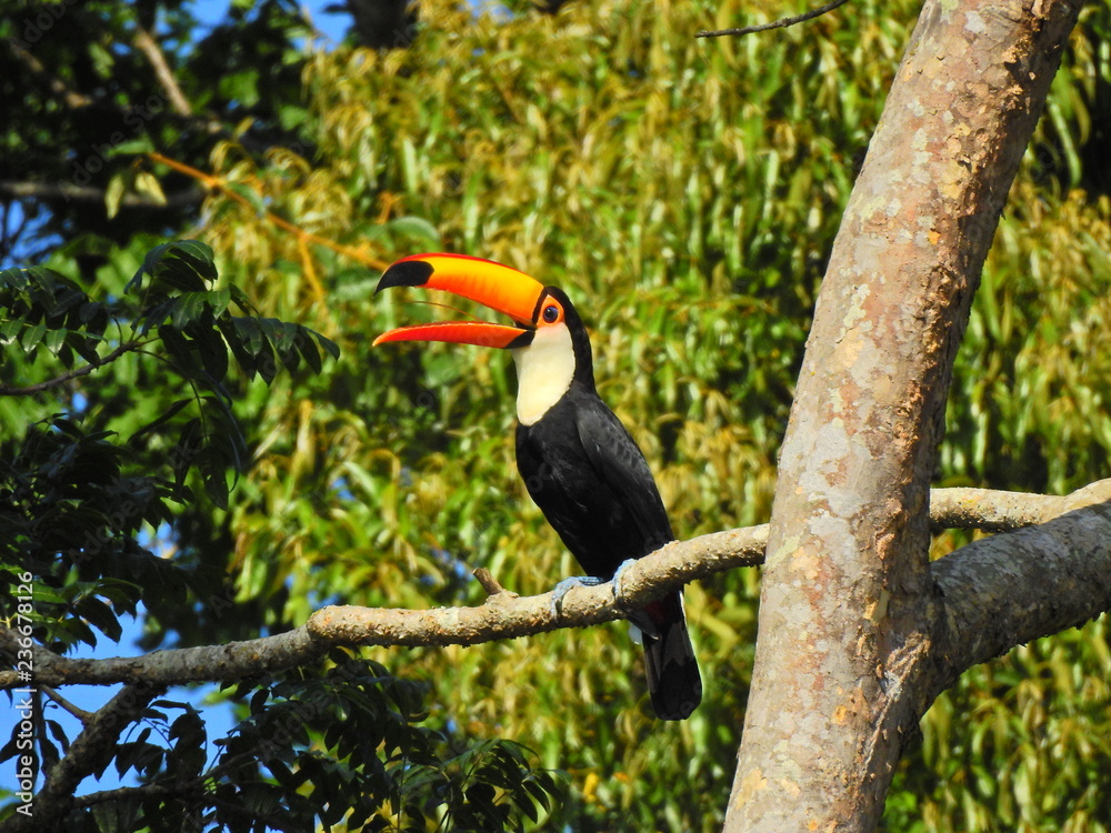 Naklejka premium bird, toucan, animal, beak, nature, wildlife, tropical, hornbill, wild, tucan, brazil, yellow, colorful, jungle, rainforest, black, feather, exotic, bill, zoo, tree, orange, forest, white, red