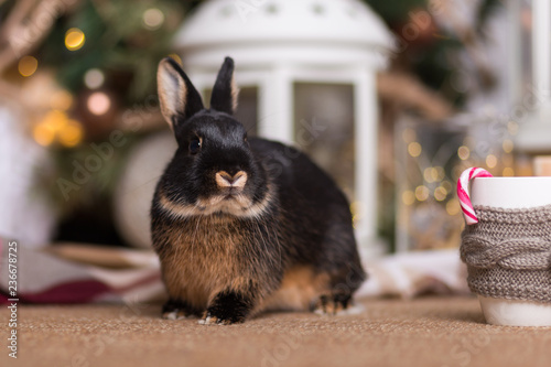 Cute little black rabbit sitting near Christmas decorations 