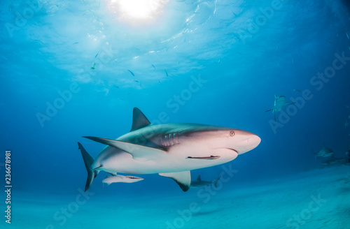 Caribbean reef shark at the Bahamas