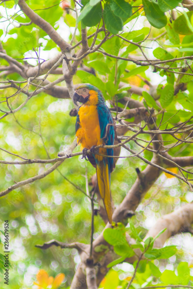 Blue Macaw on Amazon forest Blue Macaw on Amazon forest