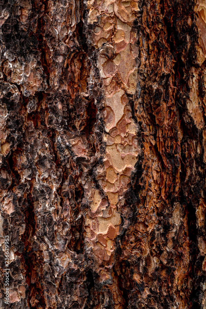 Brown and black rough bark texture on the side of a rustic old pine tree Brown and black rough bark texture on the side of a rustic old pine tree