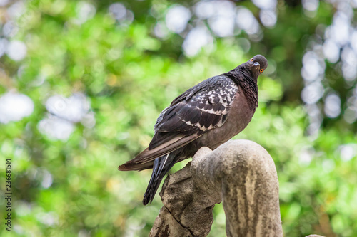 Wallpaper Mural A wild city dove brown color perched on a marble fountain looking at camera. Torontodigital.ca
