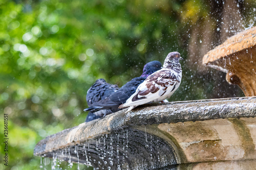 Three city doves - pigeons taking a bath perched on water fountain in Italy.