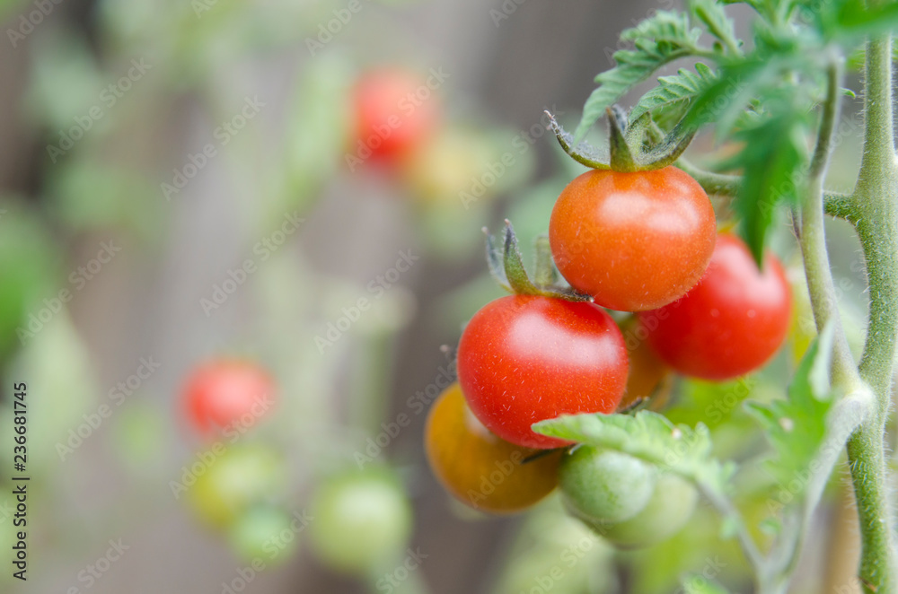 Close up of ripening cherry tomatoes growing on the vine