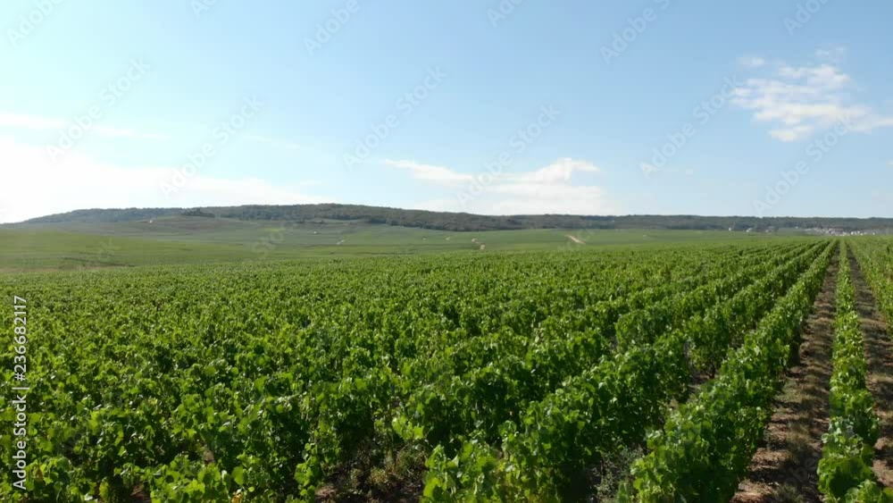 Endless vine fields in French champagne territory Endless vine fields in French champagne territory