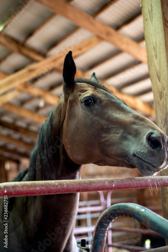 Horse iin barn photo
