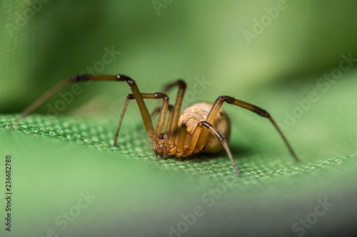 Brown widow spider make sac for its eggs