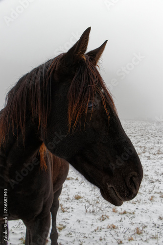 Pferd auf Winterweide