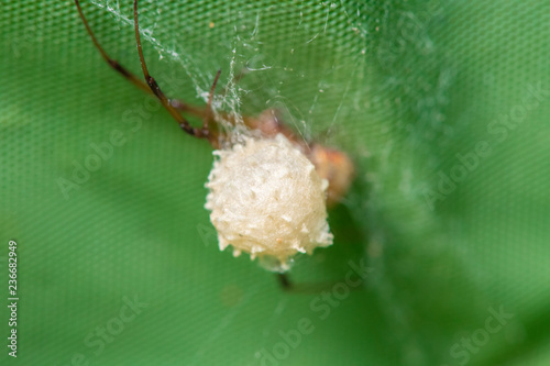 Brown widow spider make sac for its eggs