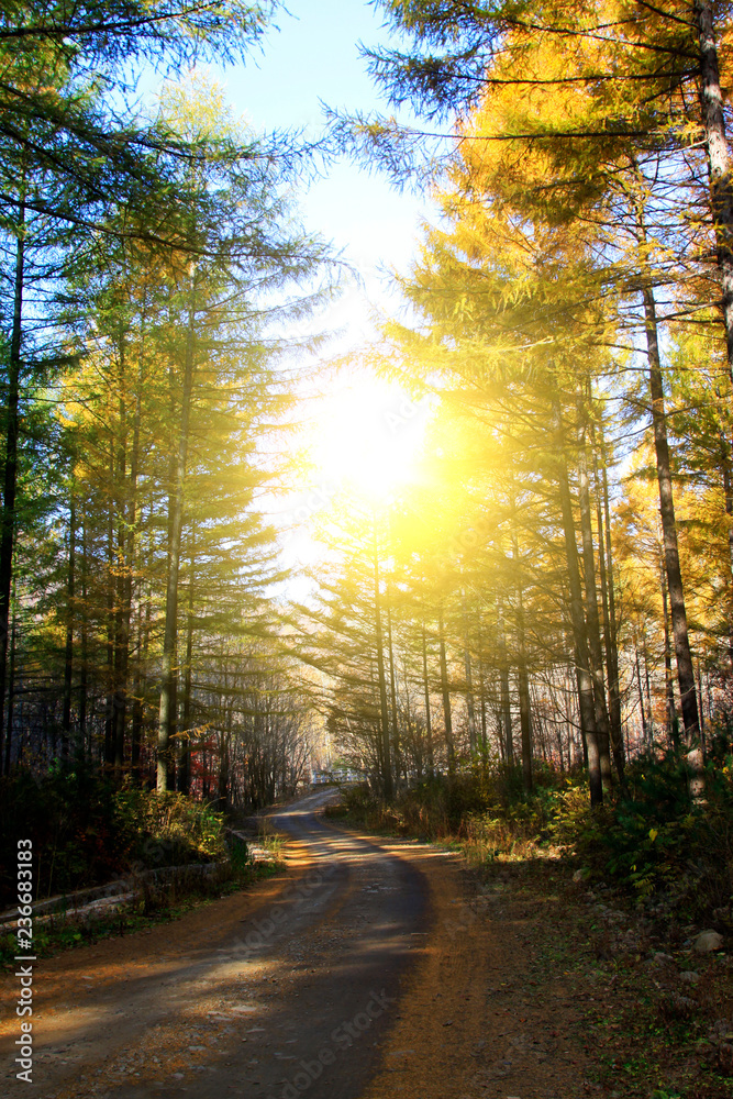 Fototapeta premium Forest road in the autumn