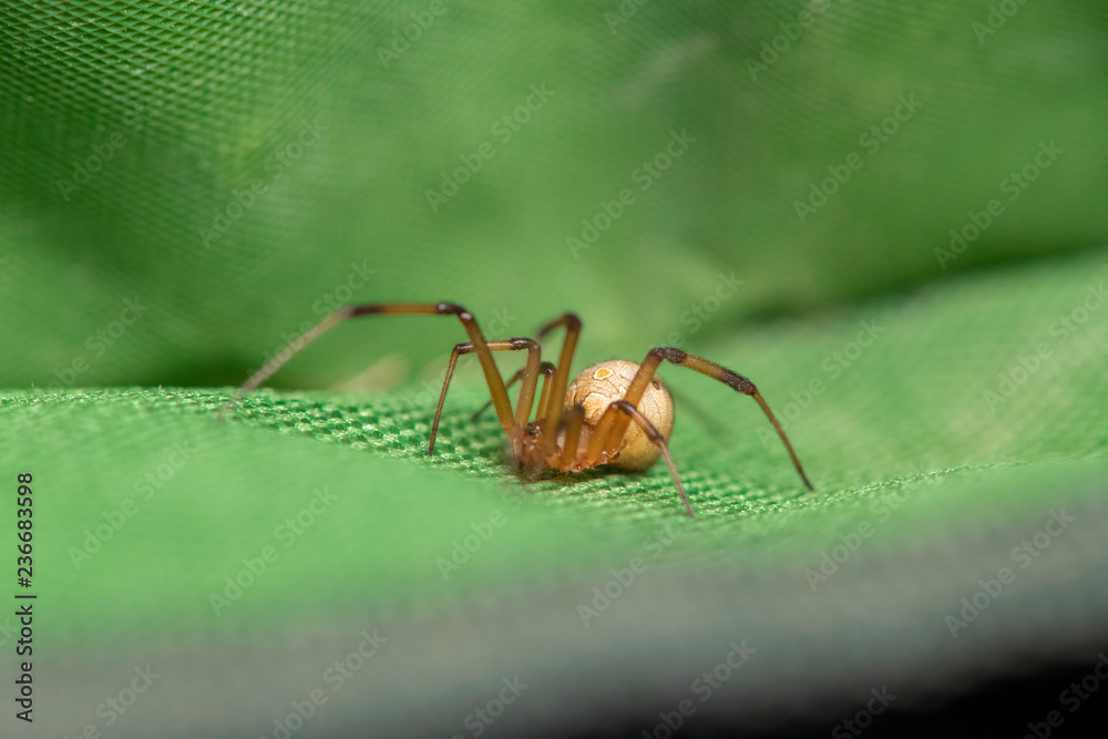 Naklejka premium Brown widow spider make sac for its eggs