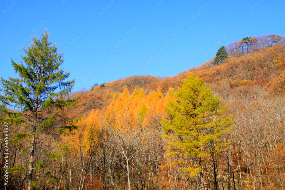 dry trees under blue sky