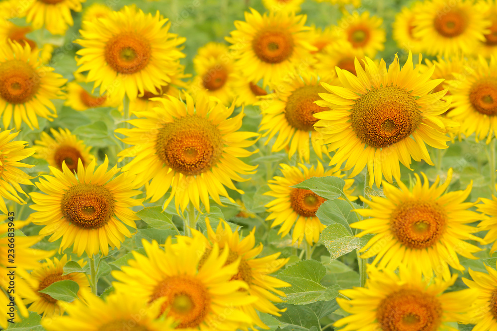 Colorful sunflowers in the field.