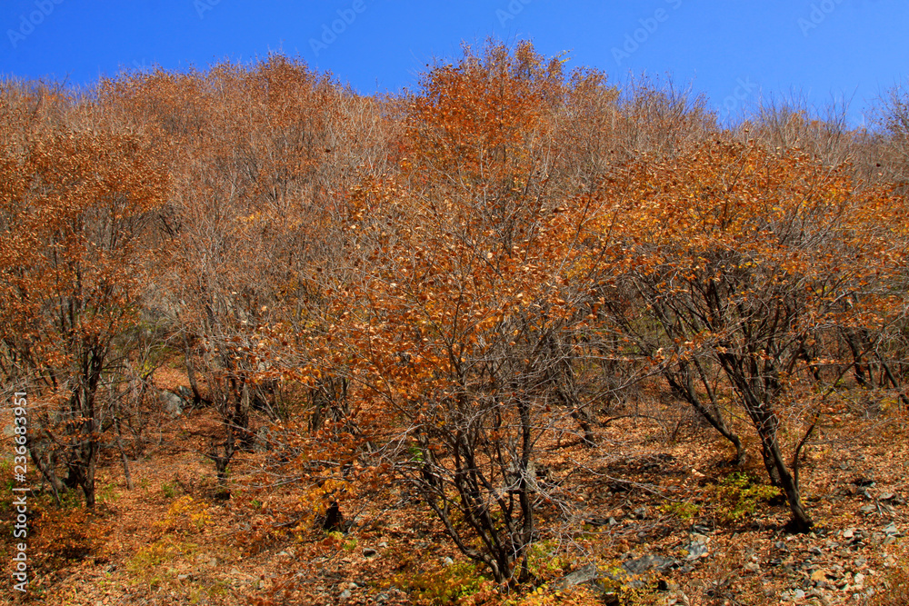 Fototapeta premium dry trees under blue sky