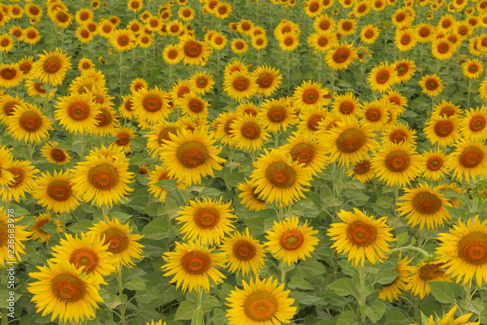 Colorful sunflowers in the field. Colorful sunflowers in the field.