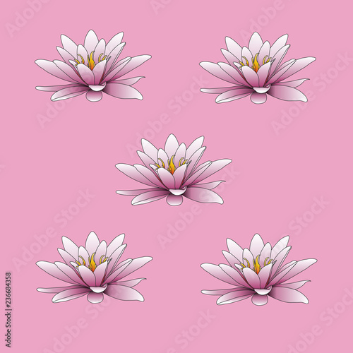 lotus flower in pink
